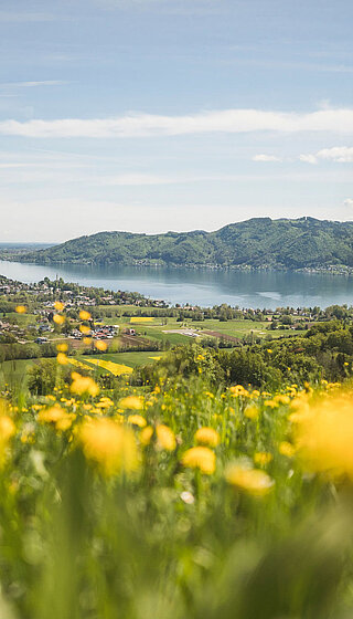 Blumenwiese am Kronberg mit Aussicht auf den Attersee